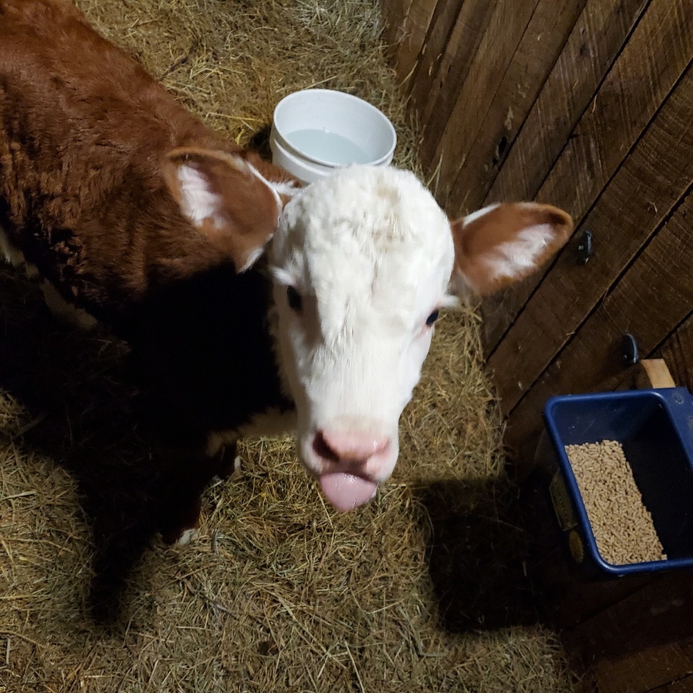 Meet your Posher, Mollie